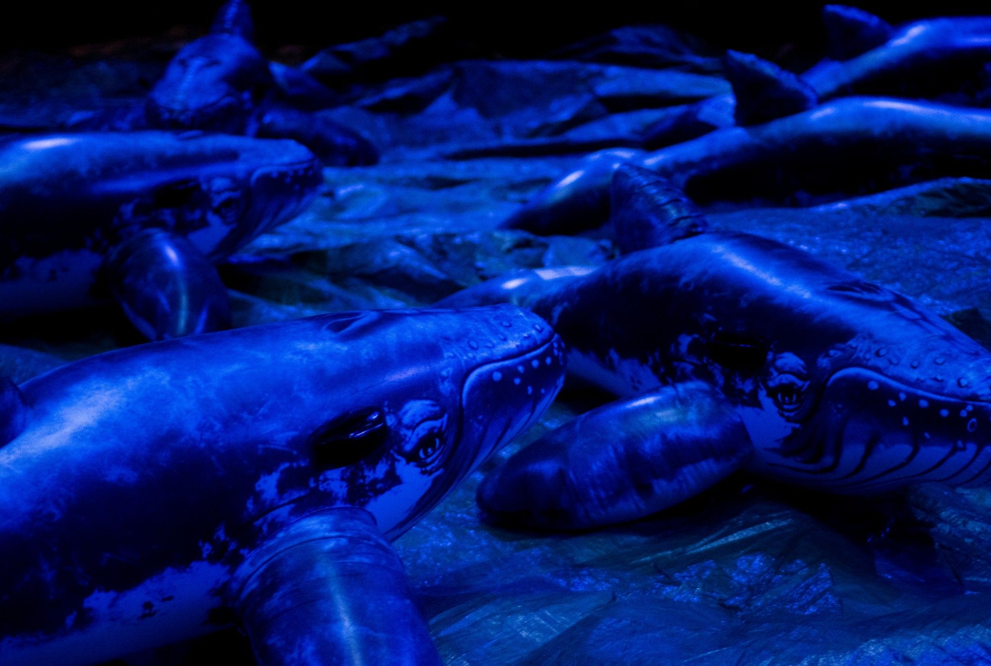 Blue-lit scene with several inflatable whales displayed together. - Rui Palma
