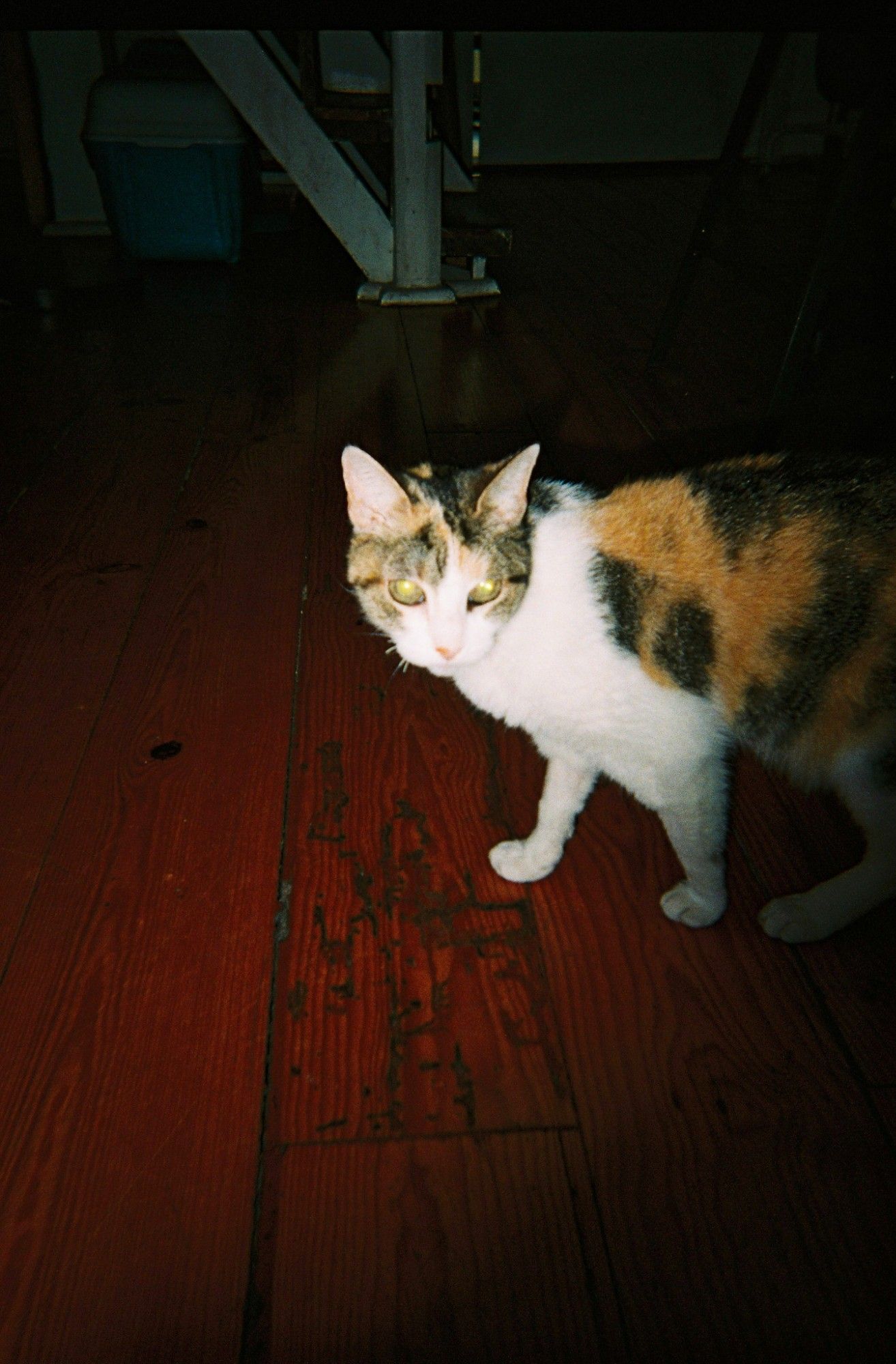 ALKANTARA - Alkantara Festival 2025: memórias em analógico - ©