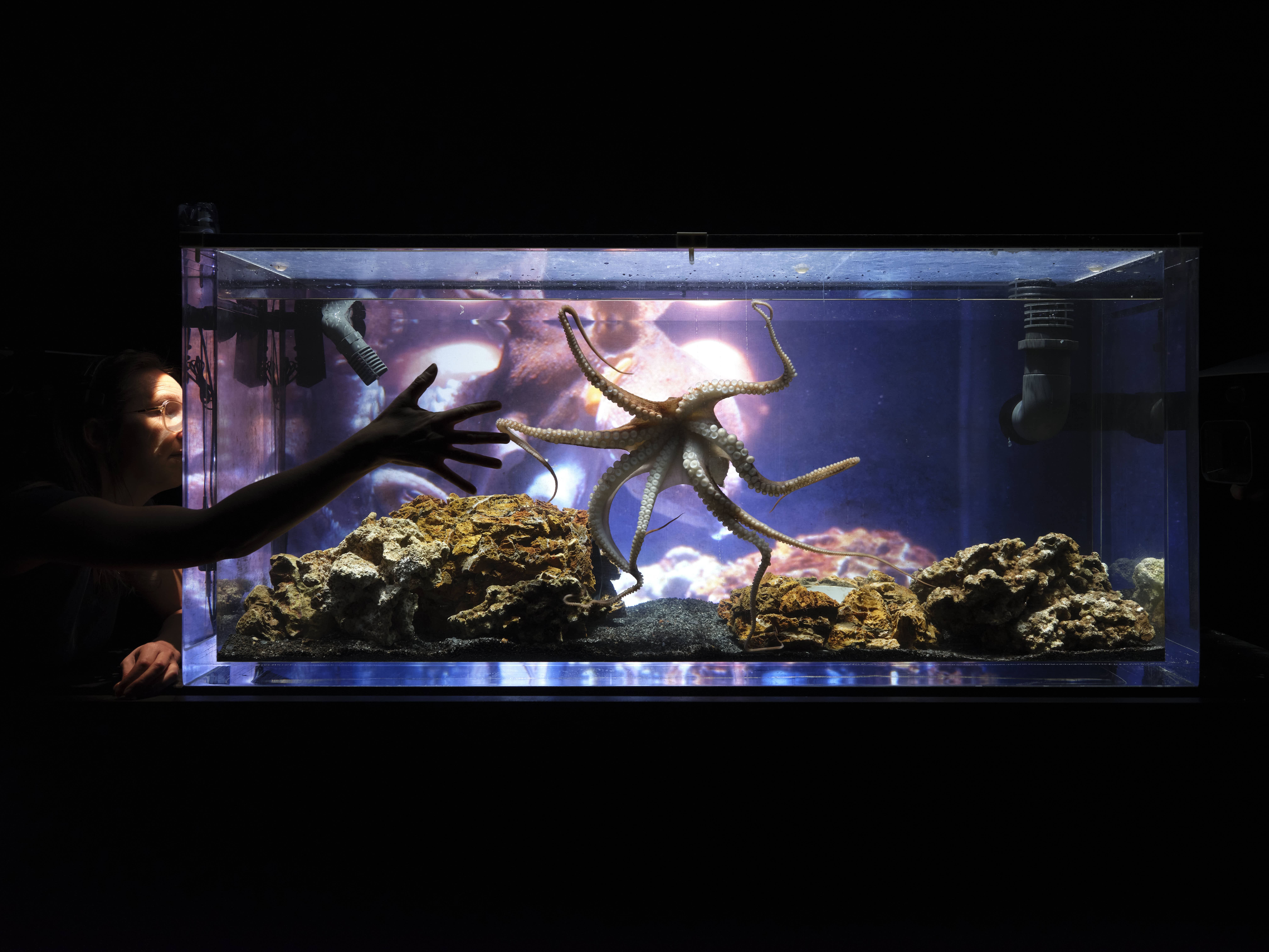 © Philippe Weissbrodt A large illuminated aquarium in a dark room, featuring an octopus in the centre with its tentacles spread over rocks. On the left, a person peers from the side, placing a hand against the glass towards the octopus. - Philippe Weissbrodt
